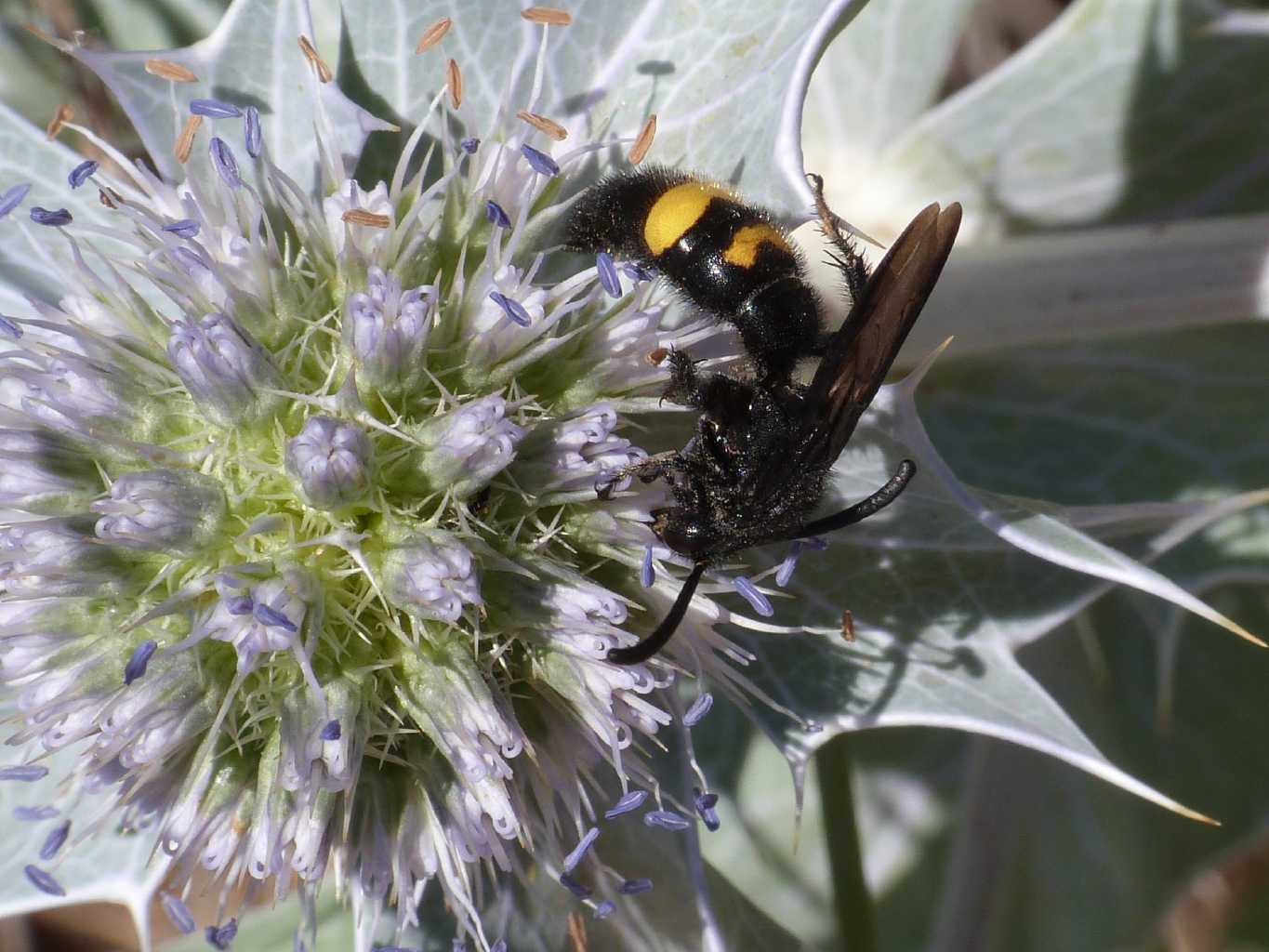 Scolia hirta e Stzoides tridentatus